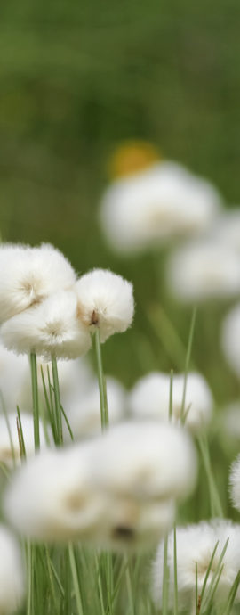 TP4_Gallery_Flowers