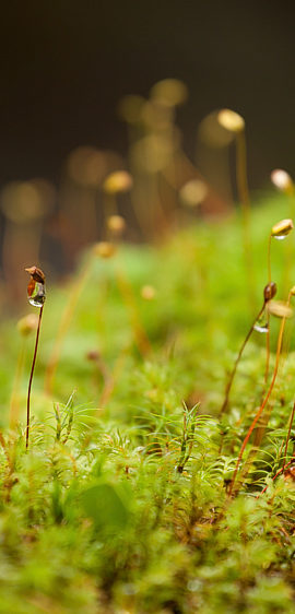 TP4_Gallery_Undergrowth