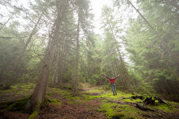 Into the woods, out of path