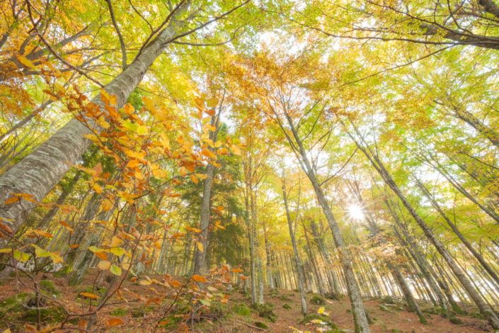 Inside a beech forest in Alpago