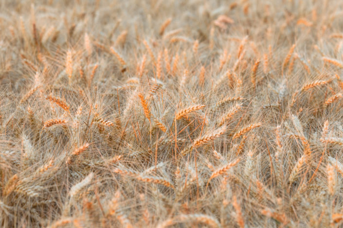 If the enrosadira hits a wheat field