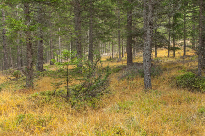 A walk inside the forest at fall